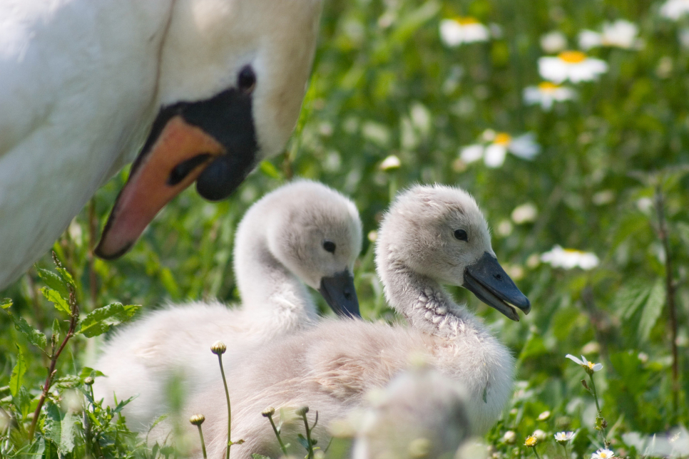 It's a joyous jubilee for wetland nature this June